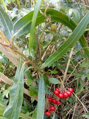 Ardisia crispa