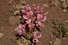 Alstroemeria pallida