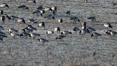 Branta ruficollis