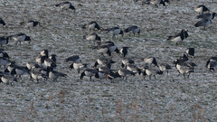 Branta ruficollis