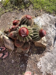 Melocactus