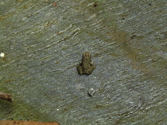 Glandirana rugosa