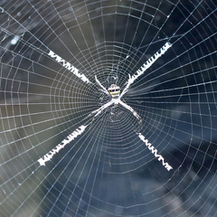 Argiope versicolor