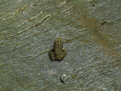 Glandirana rugosa
