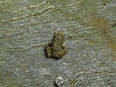 Glandirana rugosa