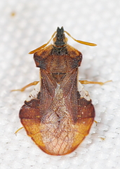 Phymata crassipes