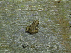 Glandirana rugosa