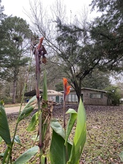 Canna × generalis