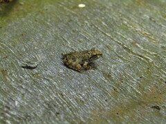 Glandirana rugosa