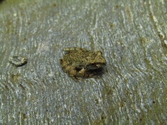 Glandirana rugosa