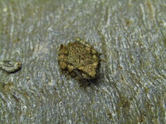 Glandirana rugosa