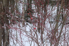 Rosa majalis