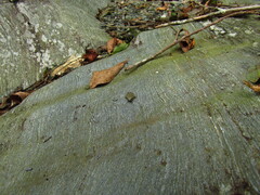 Glandirana rugosa