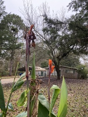 Canna × generalis
