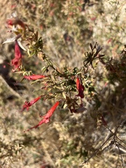 Epilobium canum