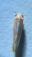 Balclutha pararubrostriata