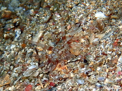 Peachia cylindrica