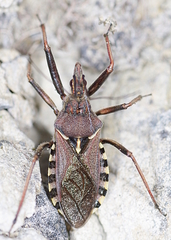 Rhynocoris erythropus