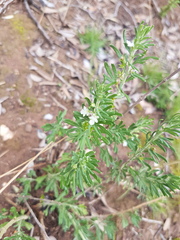 Teucrium africanum