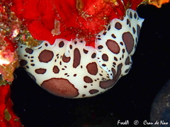 Peltodoris atromaculata