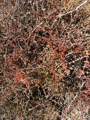 Phoradendron californicum