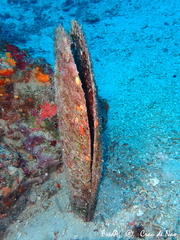 Pinna nobilis