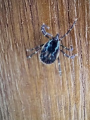 Amblyomma longirostre