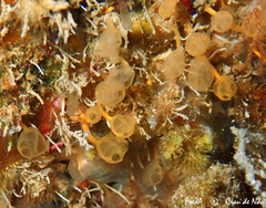 Pycnoclavella