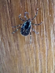 Amblyomma longirostre