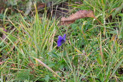 Viola altaica