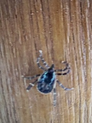 Amblyomma longirostre