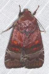 Hampsonodes