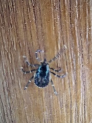 Amblyomma longirostre