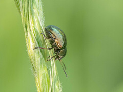 Colasposoma dauricum