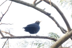 Turdus mandarinus