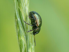 Colasposoma dauricum