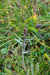 Omalotheca norvegica