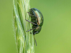 Colasposoma dauricum