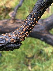 Nectria cinnabarina