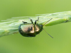 Colasposoma dauricum