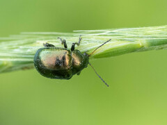 Colasposoma dauricum