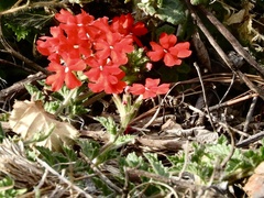 Glandularia peruviana