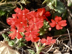 Glandularia peruviana