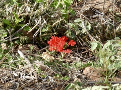 Glandularia peruviana