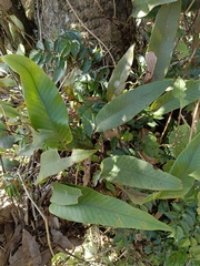 Pyrrosia lingua