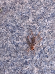 Gryllodes sigillatus