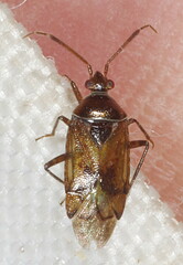 Alloeotomus germanicus