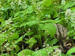 Tiarella austrina