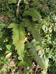 Stegnogramma wilfordii