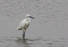 Egretta garzetta garzetta